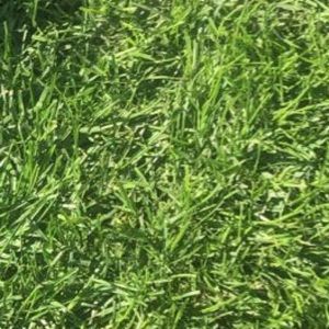 Meet your Posher, Hailey